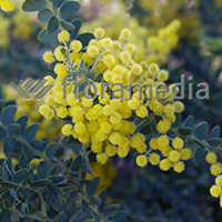 ACACIA